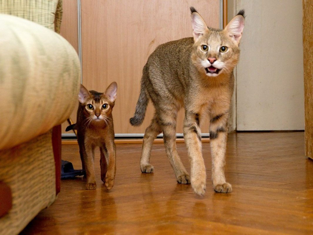 Chausie cat - all about the breed, care and other important points + photo