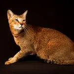 Chausie cat – all about the breed, care and other important points + photo