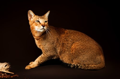 Chausie cat &#8211; all about the breed, care and other important points + photo