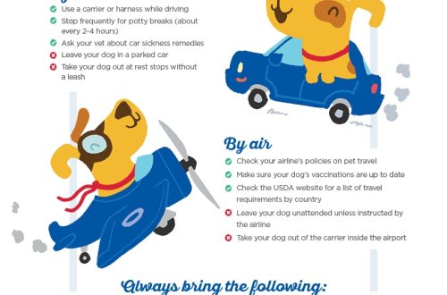 Checklist for preparing to travel with a dog