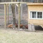 Chicken cage: how to do it yourself, design features for growing broilers