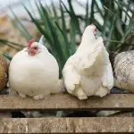 Chickens of the Dominant breed: their types and characteristics, maintenance and nutrition