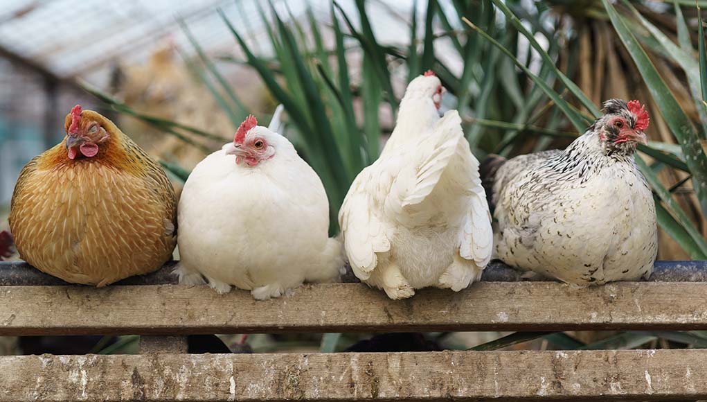 Chickens of the Dominant breed: their types and characteristics, maintenance and nutrition
