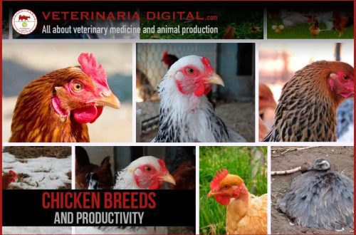 Chickens of the Orlovsky chintz breed: productive characteristics, conditions of detention and breeding