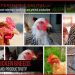 Egg-bearing breeds of domestic chickens: the main characteristics of the species, the principles of selection and feeding