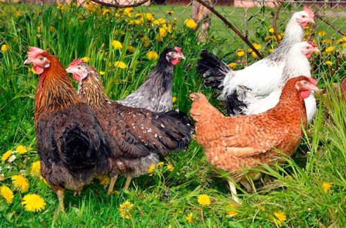 Chickens of the rhodonite breed: conditions of detention, care and feeding