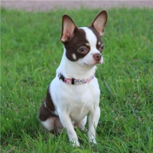 Chihuahua dog show