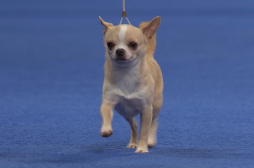 Chihuahua dog show