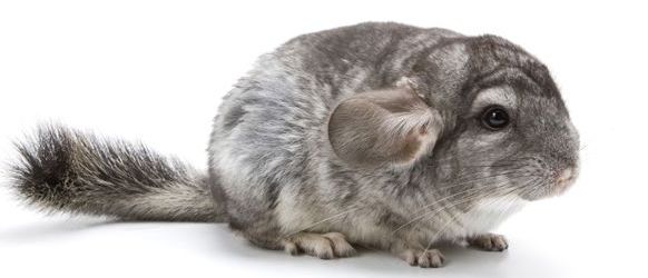 Chinchilla diseases: symptoms and treatment of common diseases at home