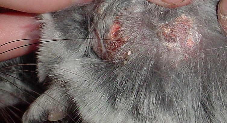 Chinchilla diseases: symptoms and treatment of common diseases at home