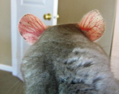 Chinchilla does not eat or drink: causes of lethargy and poor appetite