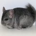 Diarrhea in a chinchilla: what to do in case of indigestion and loose stools (symptoms, prevention, treatment)