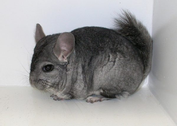 Chinchilla does not eat or drink: causes of lethargy and poor appetite