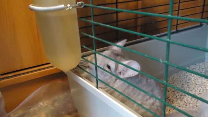 Chinchilla drinker - purchased and do-it-yourself