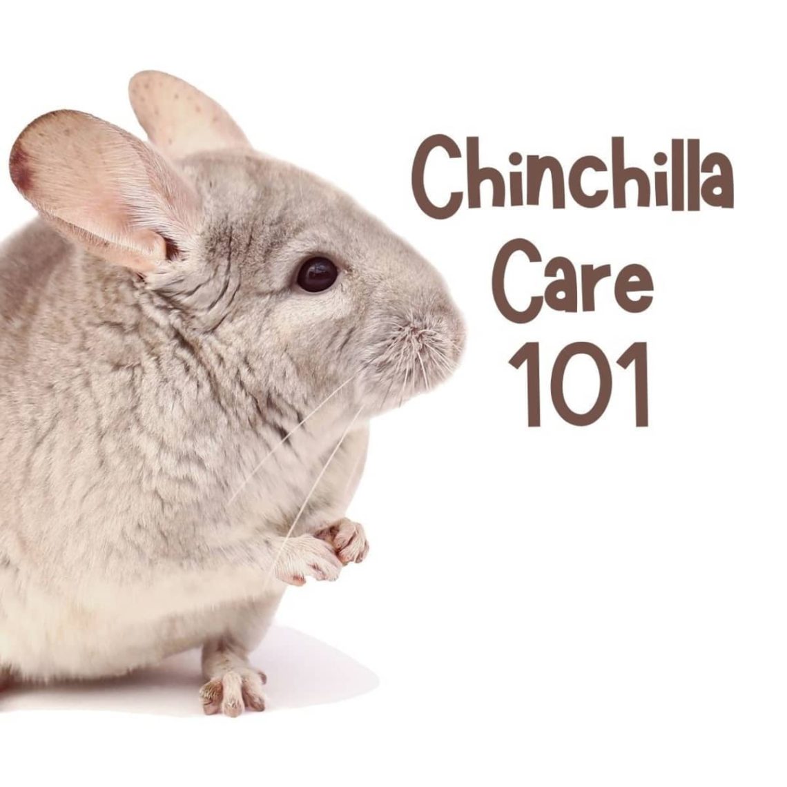 Chinchilla drinker &#8211; purchased and do-it-yourself
