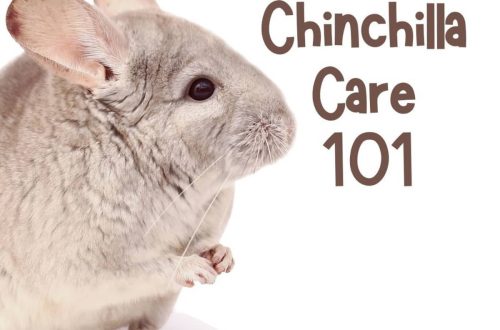 Chinchilla drinker &#8211; purchased and do-it-yourself
