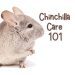 Chinchilla lies on its side &#8211; the norm or a symptom of the disease?