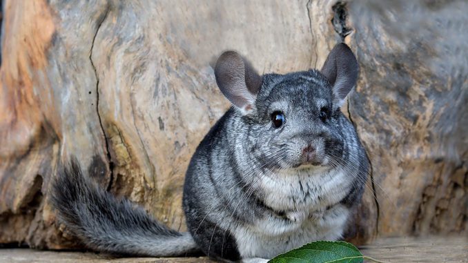 Chinchilla is an amazing animal: description with photos and characteristics of the animal as a pet