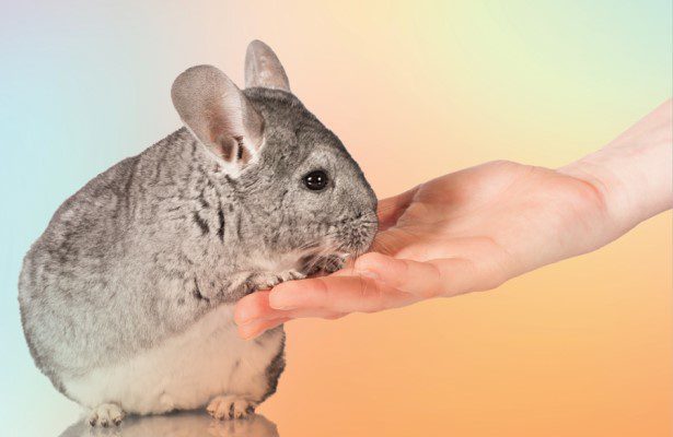 Chinchilla is an amazing animal: description with photos and characteristics of the animal as a pet