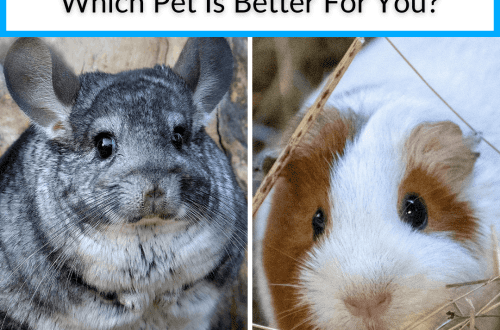 Chinchilla or guinea pig: who is better, whom to have for a child
