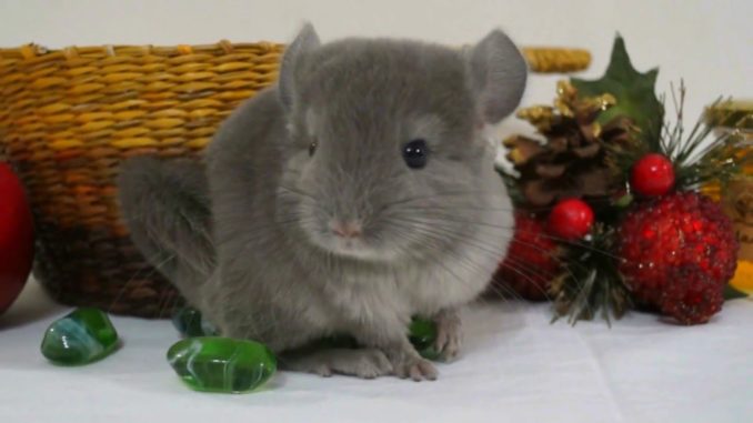 Chinchilla size: table of weight and height by months from babies to adults