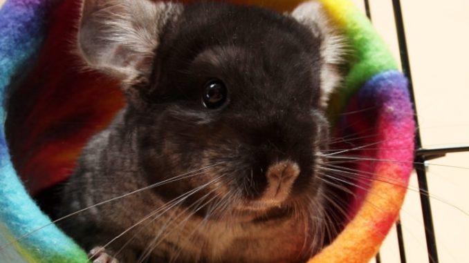 Chinchilla toys, how to play with a pet at home