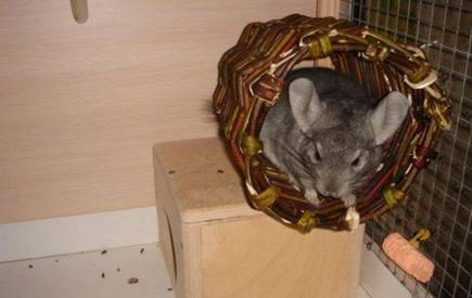 Chinchilla toys, how to play with a pet at home
