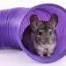 Chinchilla feeder and sennitsa &#8211; choice and DIY creation