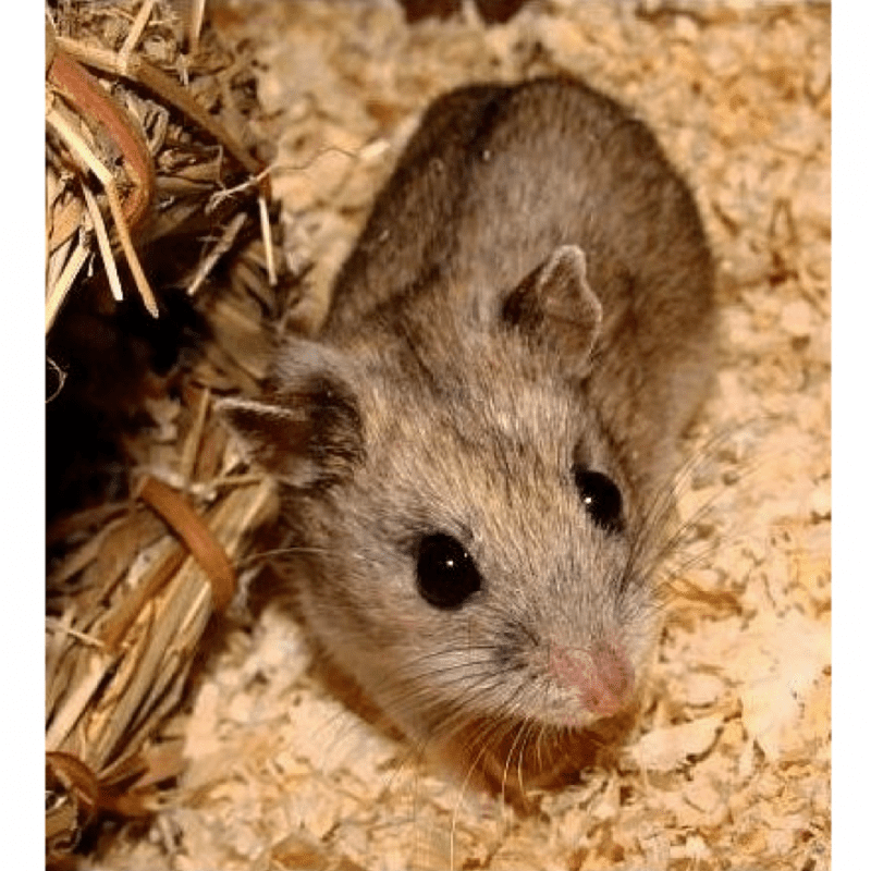 Chinese hamster: care, maintenance, reproduction, disease