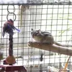 Chipmunk at home: description, cage design, how to feed the animal and how to keep it properly