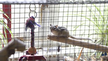 Chipmunk at home: description, cage design, how to feed the animal and how to keep it properly