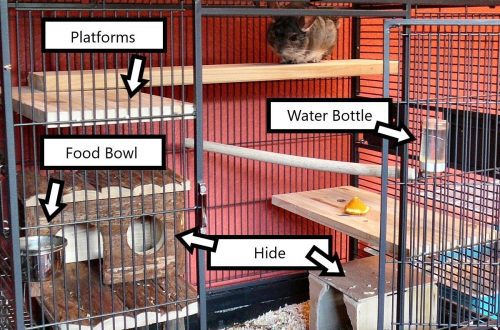 Choosing a cage (showcase) for a chinchilla &#8211; dimensions, materials, cost