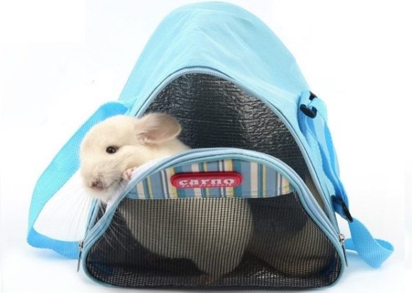 Choosing a carrier for a chinchilla (photo)