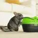 The best food for chinchillas: composition, description, rating