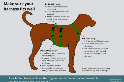 Choosing a harness for dogs