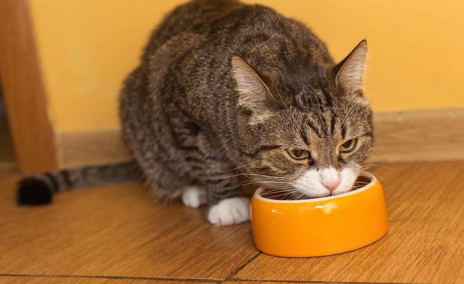 Choosing healthy food for cats: everything you need to know about it
