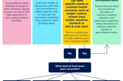 Choosing the Best Cat Food: What to Look for