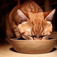 Choosing the right food for your senior cat