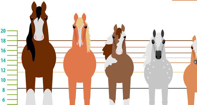 Choosing your horse&#8230;