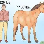 Choosing your horse…