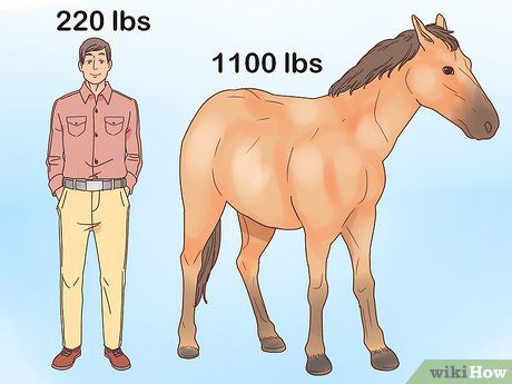 Choosing your horse&#8230;