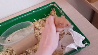 Cleaning in a hamster cage: we also clean my pets home
