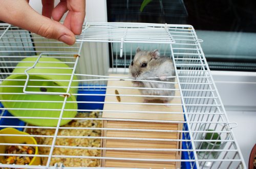 Cleaning in a hamster cage: we also clean my pet&#8217;s home