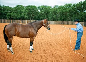 Clinton Anderson - Earn your horses respect