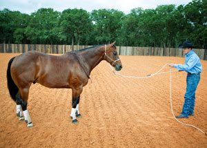 Clinton Anderson - Earn your horses respect