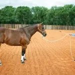 Clinton Anderson – Earn your horse’s respect