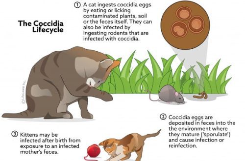 Coccidiosis in cats: symptoms and treatment
