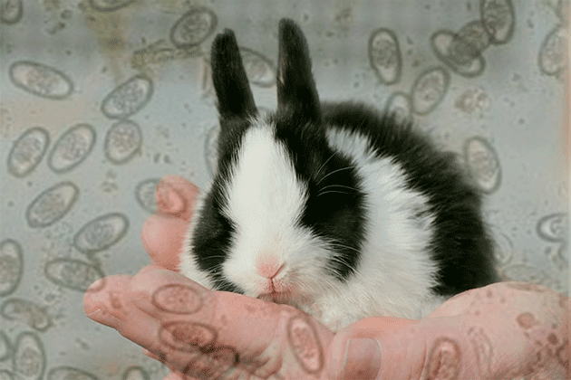 Coccidiosis in decorative rabbits