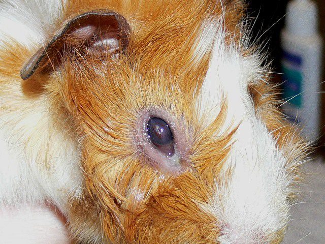 Cold, cough and runny nose in a guinea pig, what to do if she wheezes