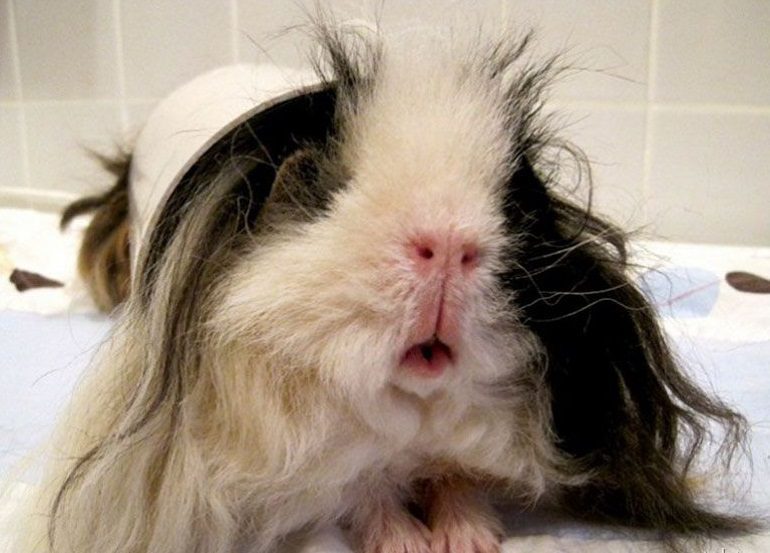 Cold, cough and runny nose in a guinea pig, what to do if she wheezes
